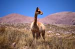 guanaco