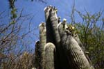 cactus fiorito