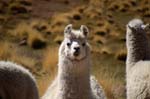 looking lama