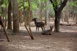 animali nel bosco