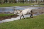 cavallo bianco