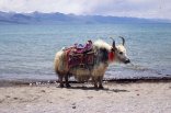 yak addobbato